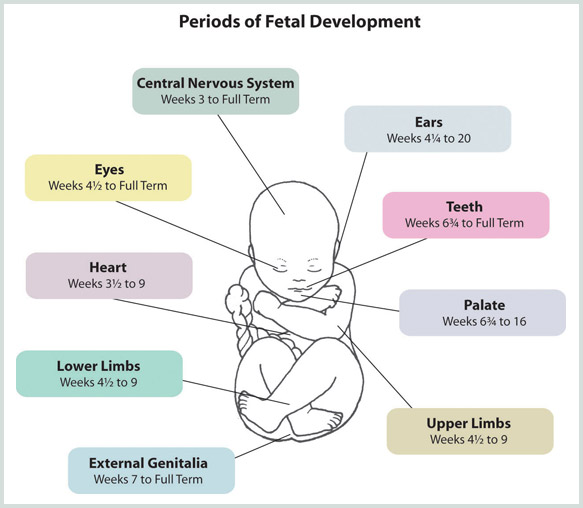 Periods of Fetal Development
