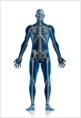 How alcohol affects the body - Drug and Alcohol ... human skeletal system diagram labeled 